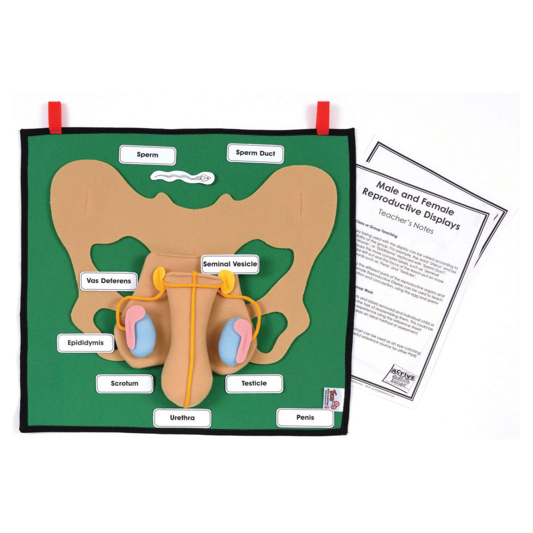 Male Reproductive Display